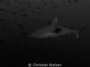 Grey Reef Shark and a zillion Redtooth Triggerfish.
Olym... by Christian Nielsen 